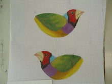 Lady Gouldan Finch w/feathers (LL300Z)